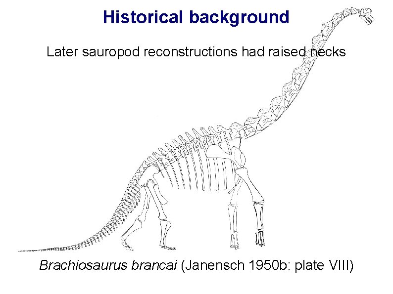 Historical background Later sauropod reconstructions had raised necks Brachiosaurus brancai (Janensch 1950 b: plate