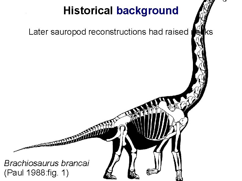 Historical background Later sauropod reconstructions had raised necks Brachiosaurus brancai (Paul 1988: fig. 1)