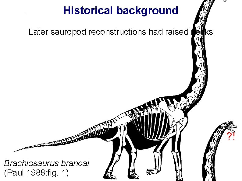 Historical background Later sauropod reconstructions had raised necks ? ! Brachiosaurus brancai (Paul 1988: