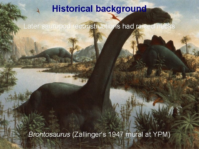 Historical background Later sauropod reconstructions had raised necks Brontosaurus (Zallinger's 1947 mural at YPM)