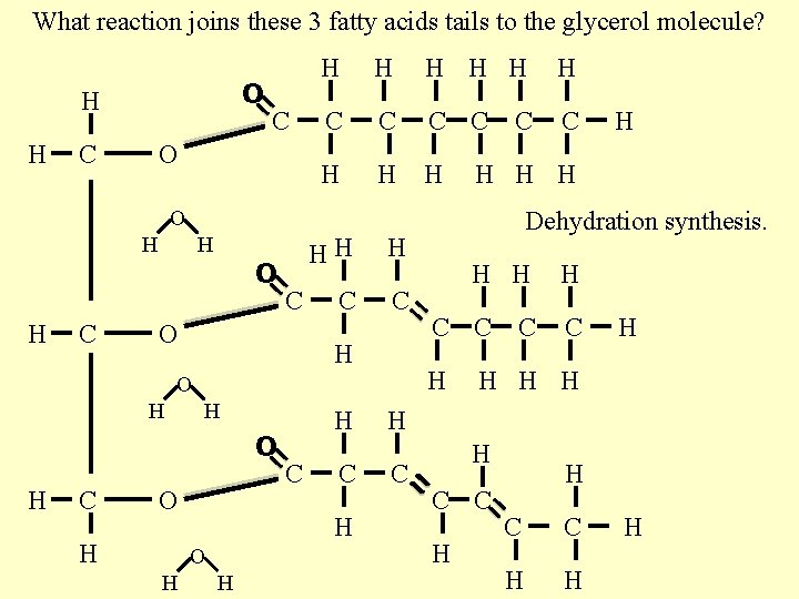 What reaction joins these 3 fatty acids tails to the glycerol molecule? O H