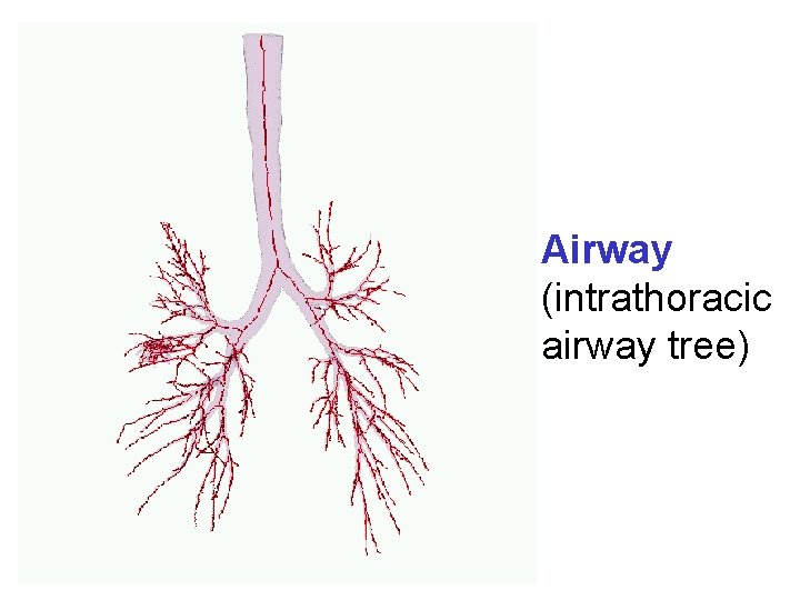 Airway (intrathoracic airway tree) 