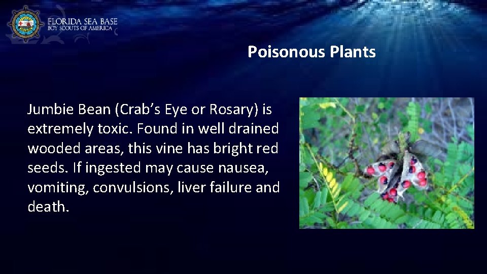 Poisonous Plants Jumbie Bean (Crab’s Eye or Rosary) is extremely toxic. Found in well