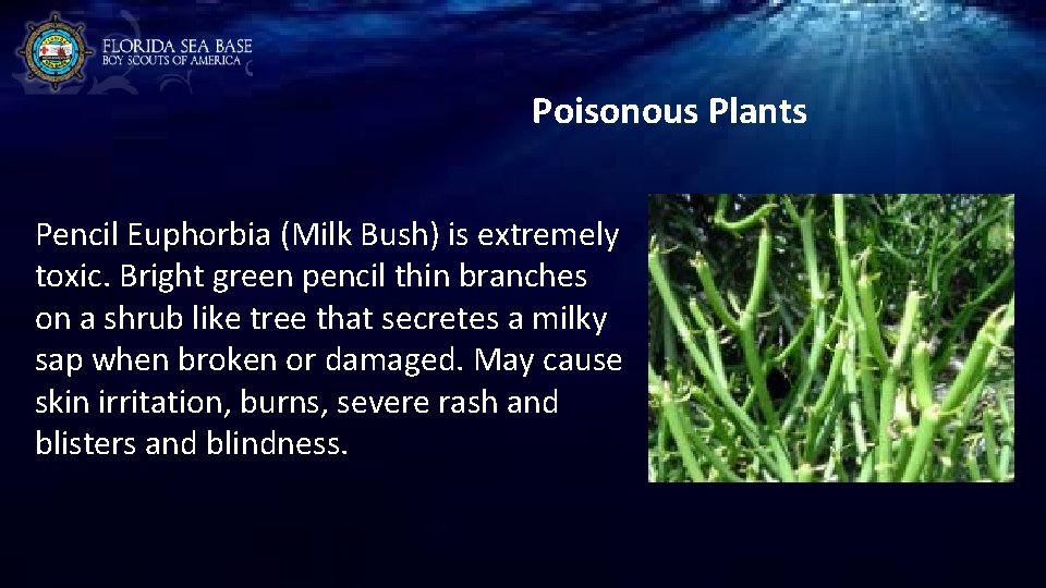 Poisonous Plants Pencil Euphorbia (Milk Bush) is extremely toxic. Bright green pencil thin branches