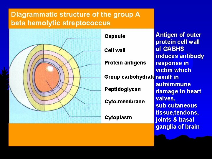 Diagrammatic structure of the group A beta hemolytic streptococcus Antigen of outer protein cell