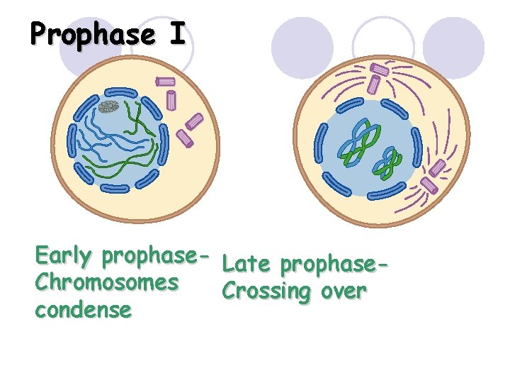 Prophase I Early prophase- Late prophase. Chromosomes Crossing over condense Prophase I Early prophase- Late prophase. Chromosomes Crossing over condense