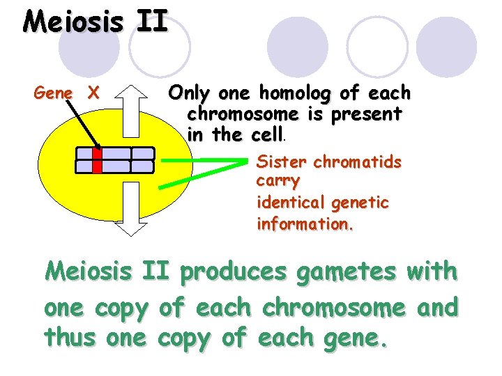 Meiosis II Gene X Only one homolog of each chromosome is present in the Meiosis II Gene X Only one homolog of each chromosome is present in the