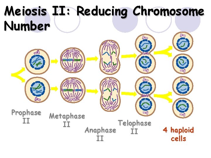 Meiosis II: Reducing Chromosome Number Prophase Metaphase II Telophase II Anaphase II II 4