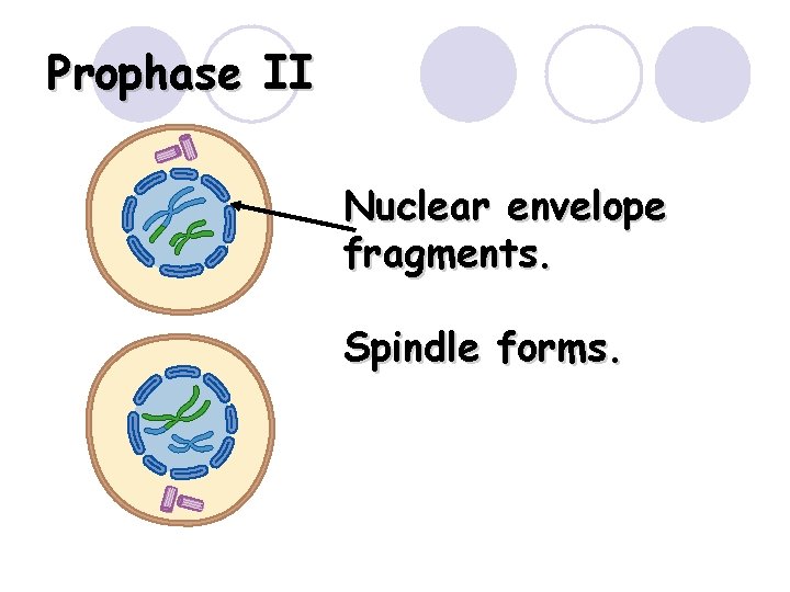 Prophase II Nuclear envelope fragments. Spindle forms. Prophase II Nuclear envelope fragments. Spindle forms.