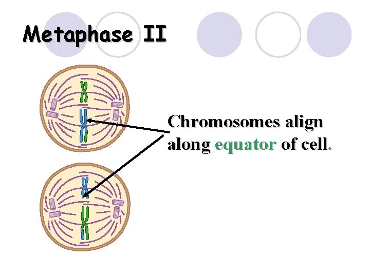 Metaphase II Chromosomes align along equator of cell. Metaphase II Chromosomes align along equator of cell.