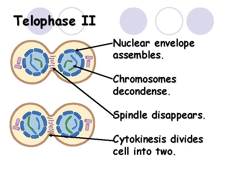Telophase II Nuclear envelope assembles. Chromosomes decondense. Spindle disappears. Cytokinesis divides cell into two. Telophase II Nuclear envelope assembles. Chromosomes decondense. Spindle disappears. Cytokinesis divides cell into two.