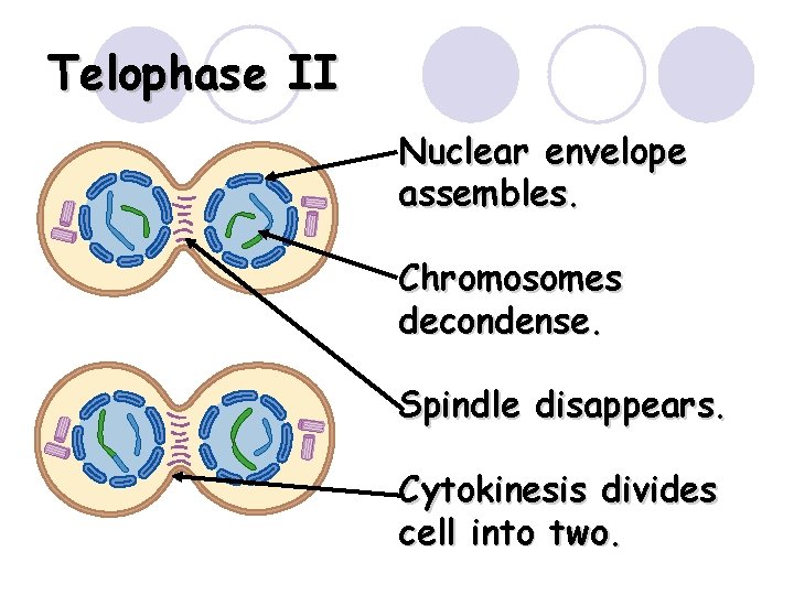 Telophase II Nuclear envelope assembles. Chromosomes decondense. Spindle disappears. Cytokinesis divides cell into two.