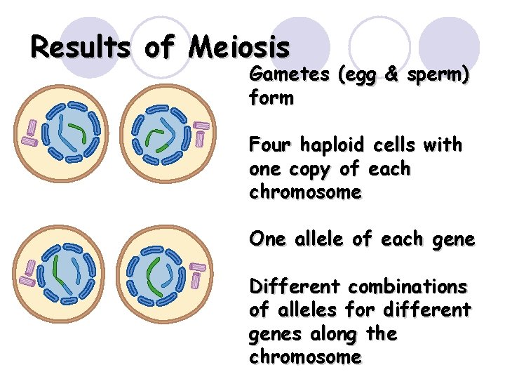 Results of Meiosis Gametes (egg & sperm) form Four haploid cells with one copy Results of Meiosis Gametes (egg & sperm) form Four haploid cells with one copy
