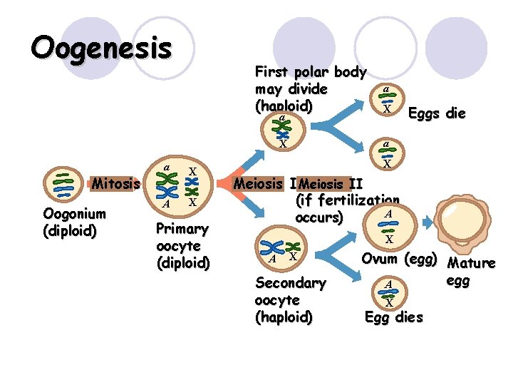 Oogenesis First polar body may divide (haploid) a Mitosis Oogonium (diploid) X A X