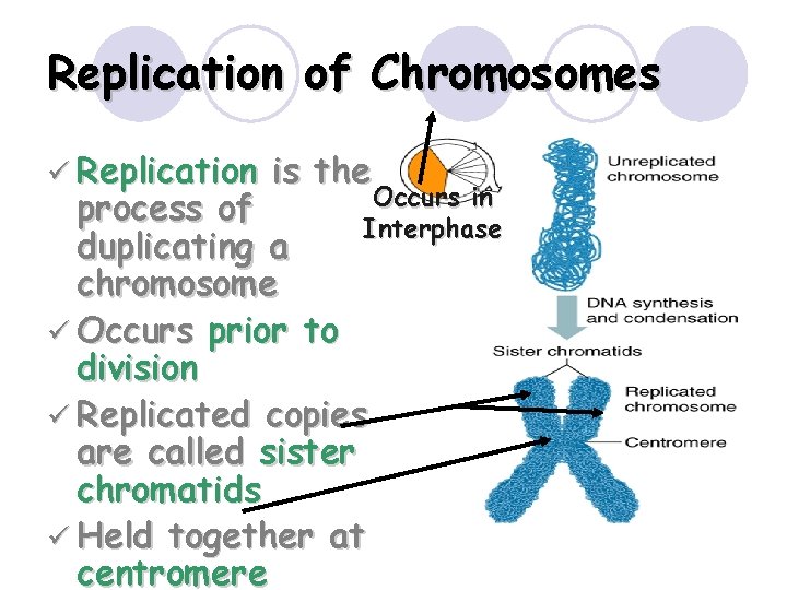 Replication of Chromosomes ü Replication is the Occurs in process of Interphase duplicating a Replication of Chromosomes ü Replication is the Occurs in process of Interphase duplicating a