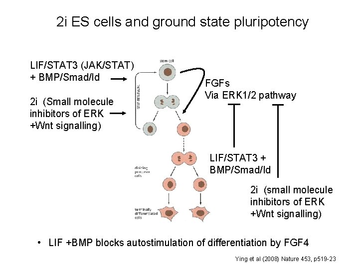 2 i ES cells and ground state pluripotency LIF/STAT 3 (JAK/STAT) + BMP/Smad/Id 2