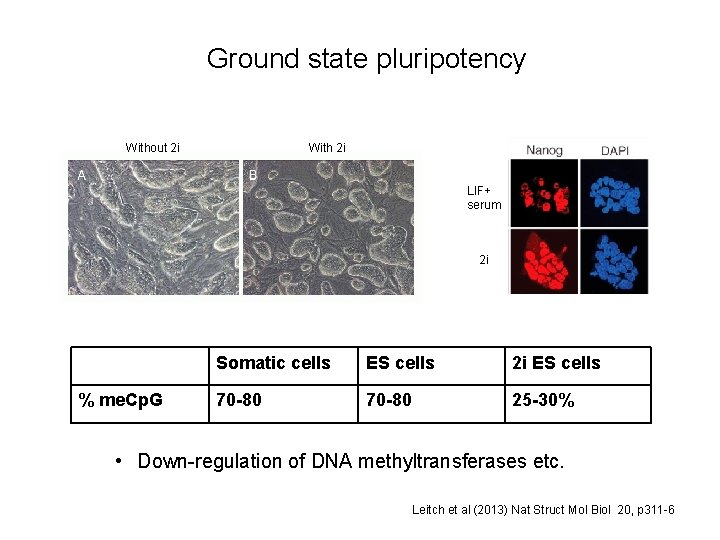 Ground state pluripotency Without 2 i With 2 i LIF+ serum 2 i %