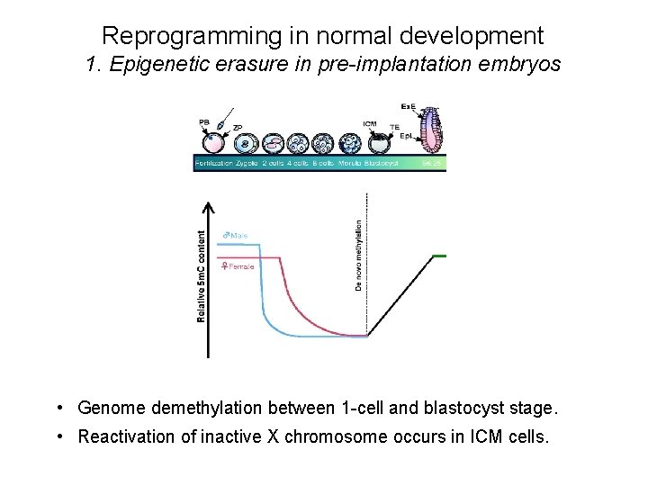 Reprogramming in normal development 1. Epigenetic erasure in pre-implantation embryos • Genome demethylation between