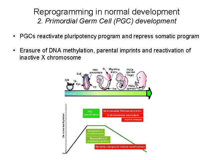 Reprogramming in normal development 2. Primordial Germ Cell (PGC) development • PGCs reactivate pluripotency