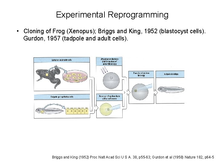 Experimental Reprogramming • Cloning of Frog (Xenopus); Briggs and King, 1952 (blastocyst cells). Gurdon,