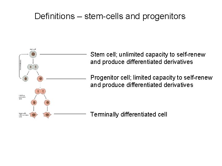 Definitions – stem-cells and progenitors Stem cell; unlimited capacity to self-renew and produce differentiated