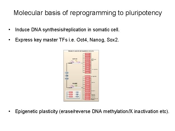 Molecular basis of reprogramming to pluripotency • Induce DNA synthesis/replication in somatic cell. •