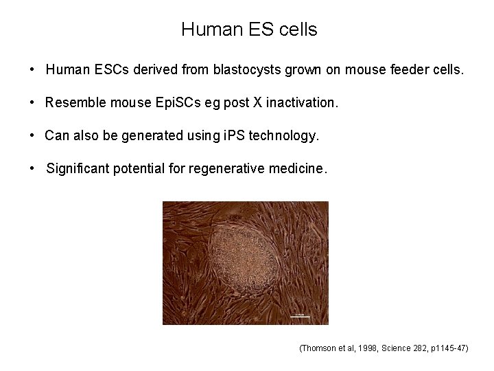 Human ES cells • Human ESCs derived from blastocysts grown on mouse feeder cells.