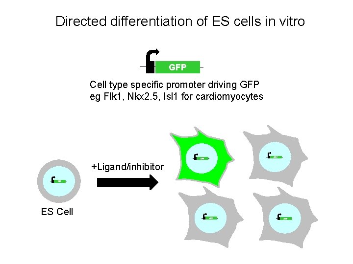 Directed differentiation of ES cells in vitro GFP Cell type specific promoter driving GFP