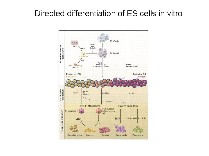 Directed differentiation of ES cells in vitro 