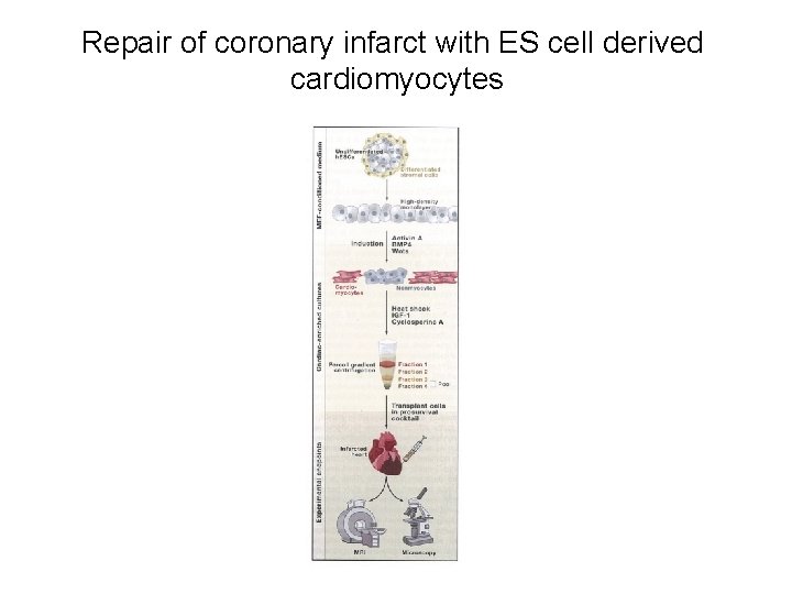 Repair of coronary infarct with ES cell derived cardiomyocytes 