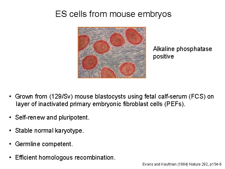 ES cells from mouse embryos Alkaline phosphatase positive • Grown from (129/Sv) mouse blastocysts