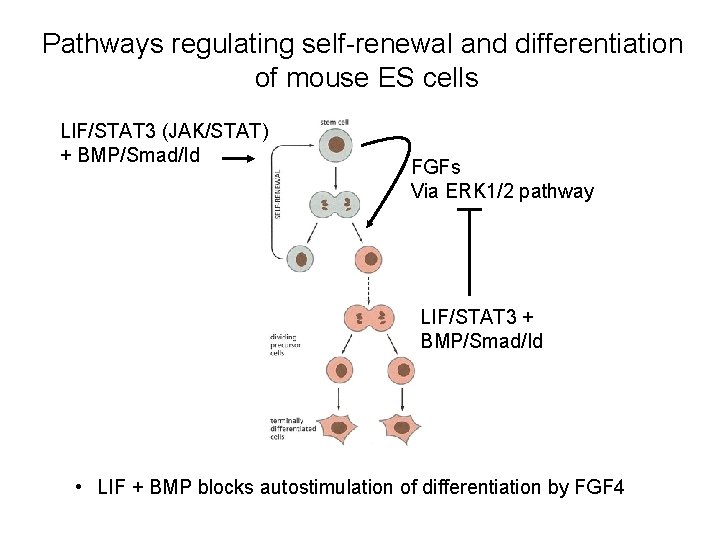 Pathways regulating self-renewal and differentiation of mouse ES cells LIF/STAT 3 (JAK/STAT) + BMP/Smad/Id