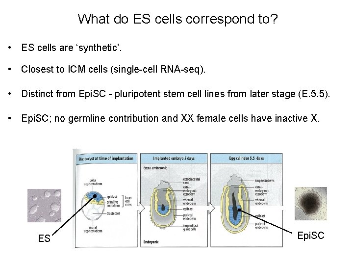 What do ES cells correspond to? • ES cells are ‘synthetic’. • Closest to