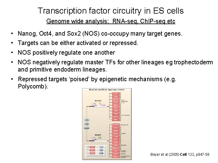 Transcription factor circuitry in ES cells Genome wide analysis; RNA-seq, Ch. IP-seq etc •