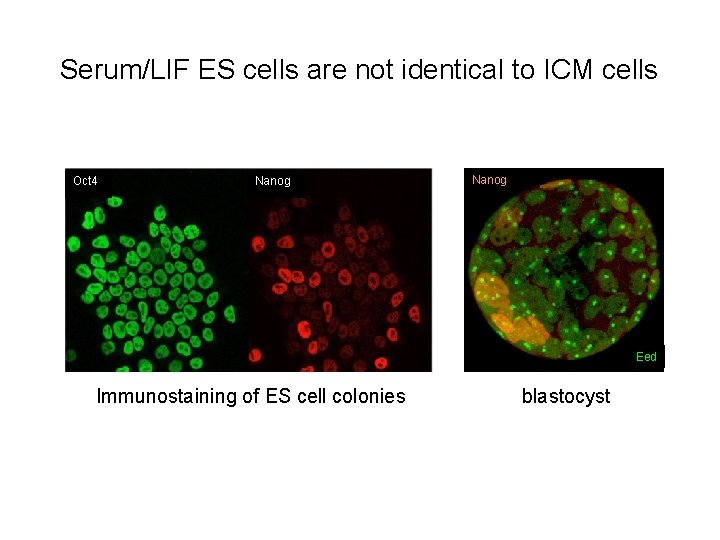 Serum/LIF ES cells are not identical to ICM cells Oct 4 Nanog Eed Immunostaining