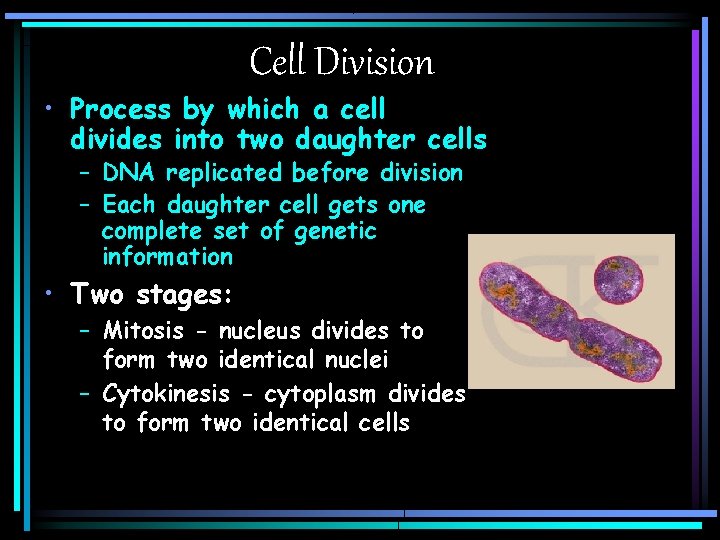 Cell Division • Process by which a cell divides into two daughter cells –