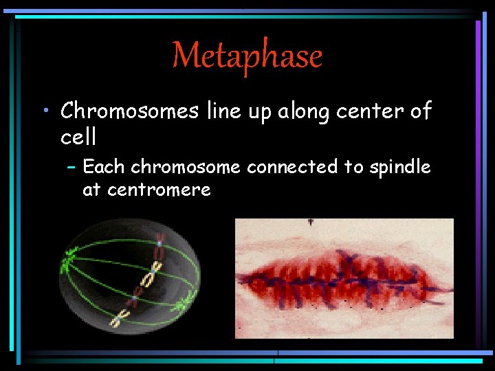 Metaphase • Chromosomes line up along center of cell – Each chromosome connected to