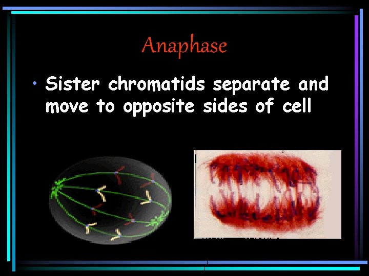 Anaphase • Sister chromatids separate and move to opposite sides of cell 