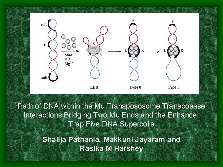 Path of DNA within the Mu Transpososome Transposase Interactions Bridging Two Mu Ends and