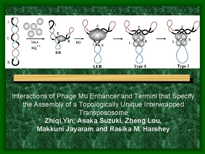 Interactions of Phage Mu Enhancer and Termini that Specify the Assembly of a Topologically