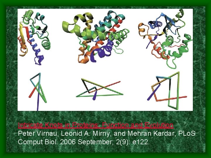 Intricate Knots in Proteins: Function and Evolution Peter Virnau, Leonid A. Mirny, and Mehran