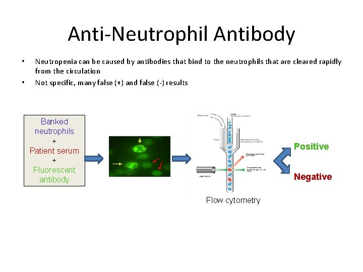 Anti-Neutrophil Antibody • • Neutropenia can be caused by antibodies that bind to the