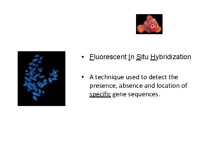 What is FISH? • Fluorescent In Situ Hybridization • A technique used to detect