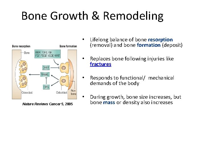 Bone Growth & Remodeling • Lifelong balance of bone resorption (removal) and bone formation