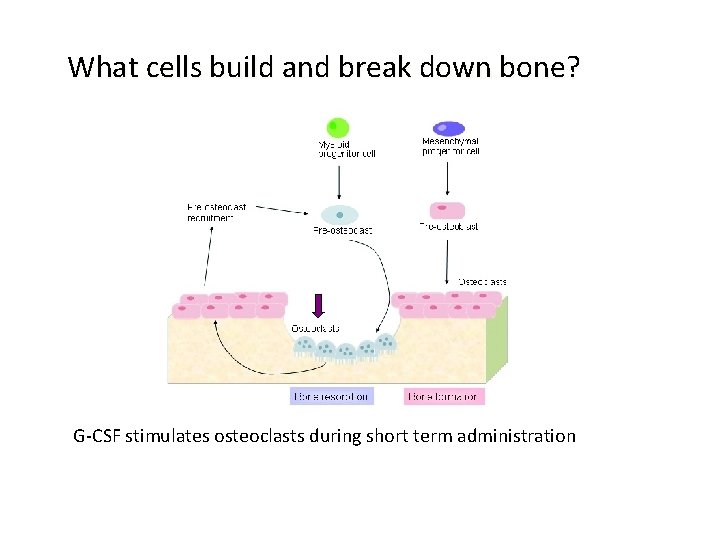 What cells build and break down bone? G-CSF stimulates osteoclasts during short term administration