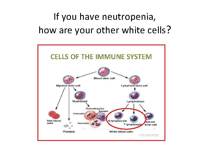 If you have neutropenia, how are your other white cells? 