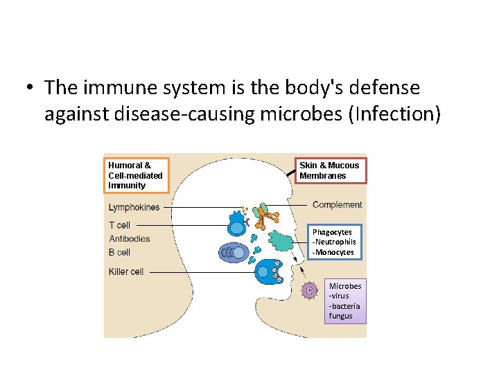 Immunology 101 • The immune system is the body's defense against disease-causing microbes (Infection)