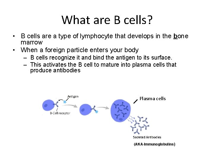 What are B cells? • B cells are a type of lymphocyte that develops