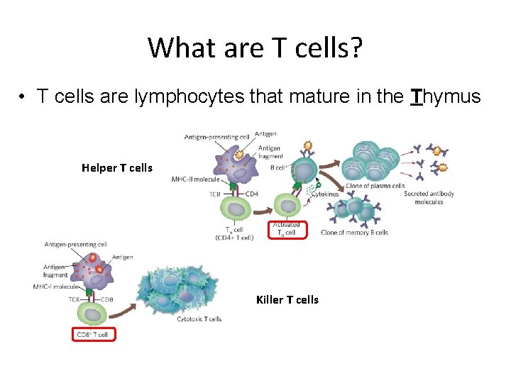 What are T cells? • T cells are lymphocytes that mature in the Thymus