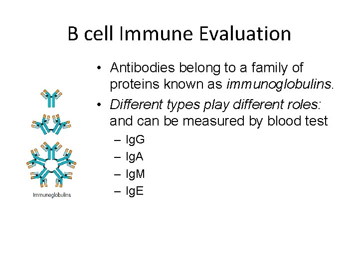 B cell Immune Evaluation • Antibodies belong to a family of proteins known as